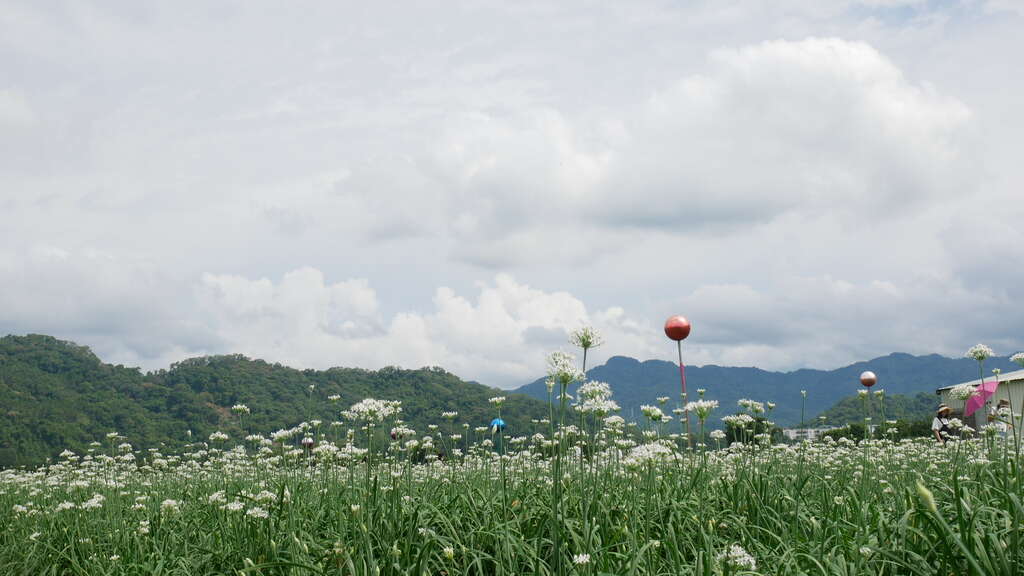 大溪韭菜花田-1