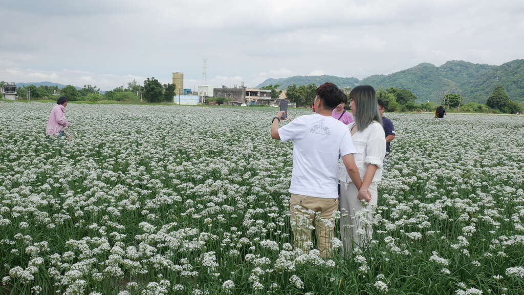 大溪韭菜花田-3
