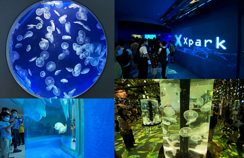 Xpark-2