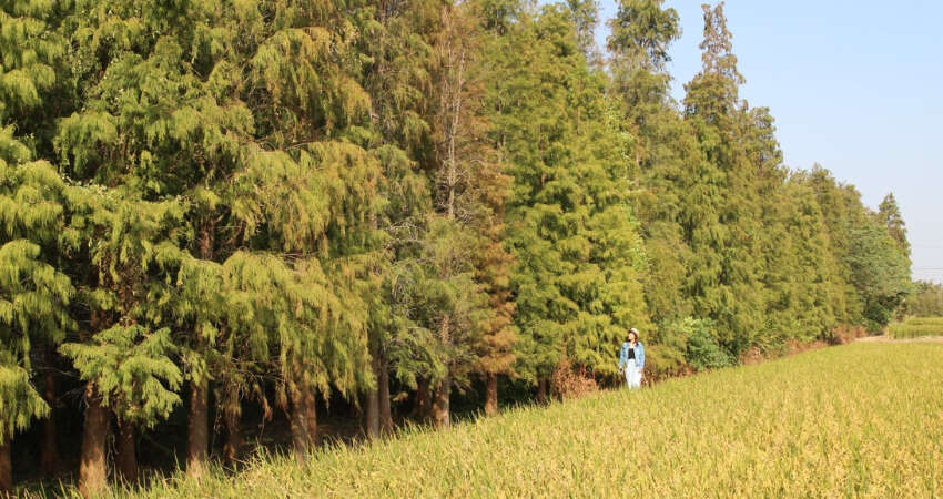 7(阿珠珠提供，一次性使用)