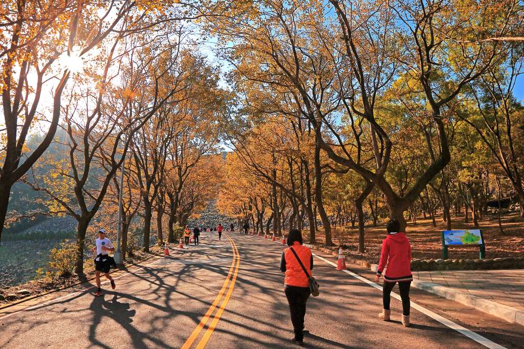 2.石門水庫-槭林公園-楓林步道