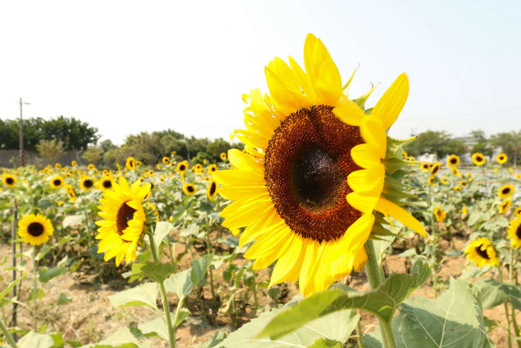 向阳农场