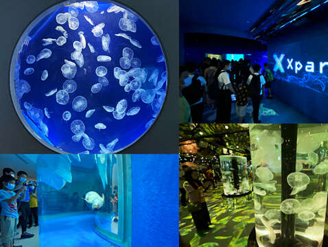 Xpark-2