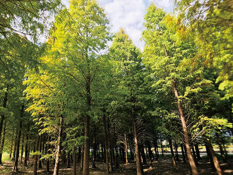２(大海愛上藍天 提供，一次性使用)