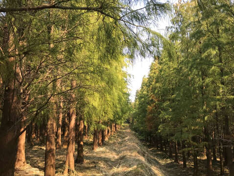8(阿珠珠提供，一次性使用)