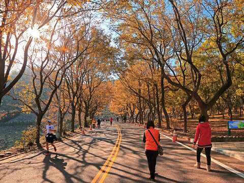2.石門水庫-槭林公園-楓林步道