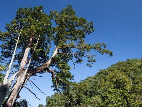 Lalashan Giant Trees (拉拉山巨木區)