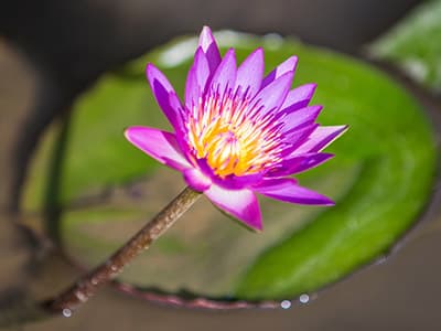觀音蓮花園休閒農業區