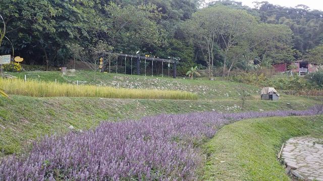 薰衣草花海