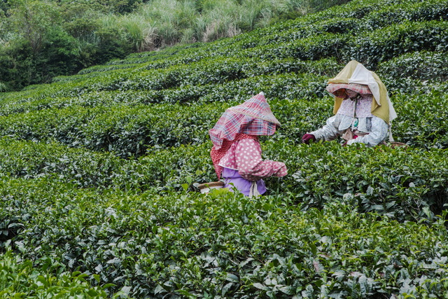 福源茶厂