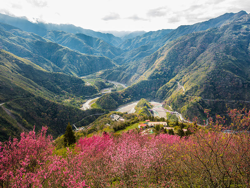 北橫櫻花季