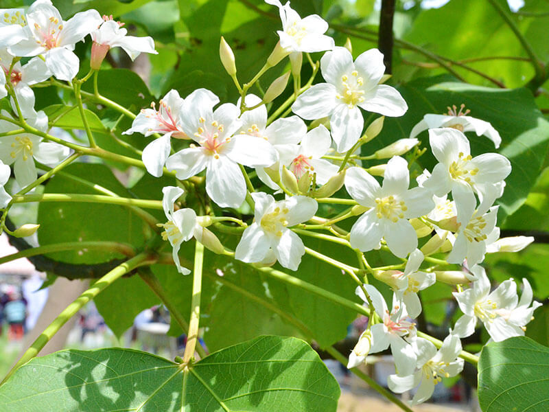 桐花季