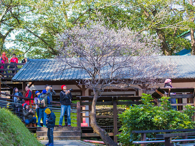 角板山梅花季