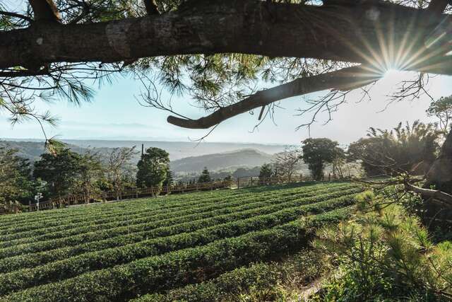 Longtan: "Dabeikeng" Tea Culture Experience